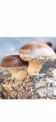Mushroom Liquid Culture Mycelium Syringes, 6-Pack, 30 Strains To Choose From