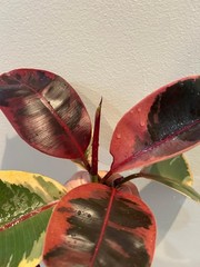 Rubber ficus cuttings- all available on market today-pictured