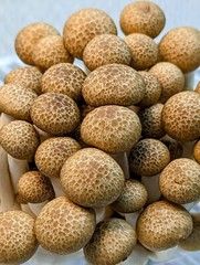 Gourmet Mushroom Culture Special! Over 180 Species Available at PrimeFungi