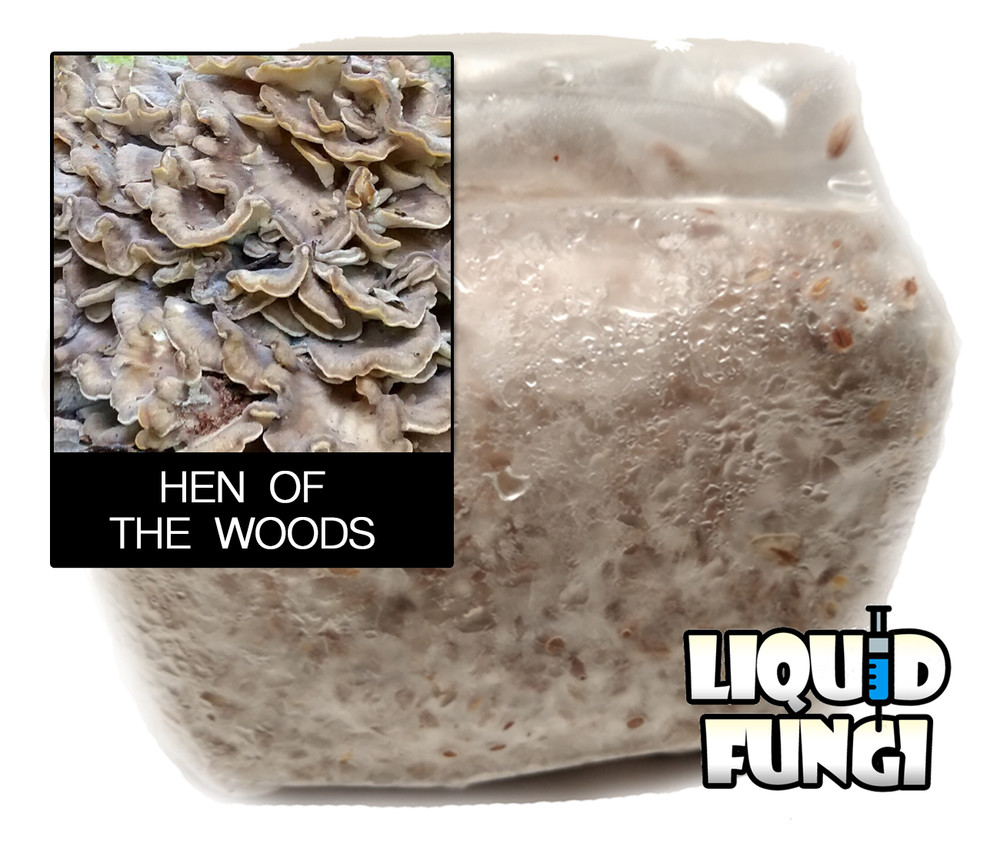 Hen of the Woods Mushroom Grain Spawn (1 pound)