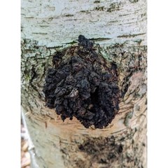 Chaga mushroom liquid culture, Inonotus obliquus