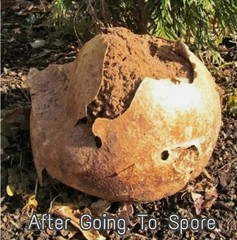 2 Pack! Giant Puffball Mushroom – Garden Grow Kit – Organic – Spores
