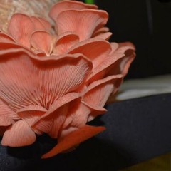 Fast Fruiting aka Masters Mix (50% Oak/50% Soy Hull Pellets) for Mushroom Growth
