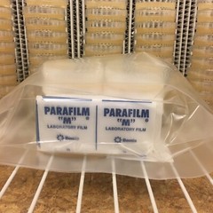 10 Petri Dishes Malt Extract Agar Sterile BD Falcon 60x15mm