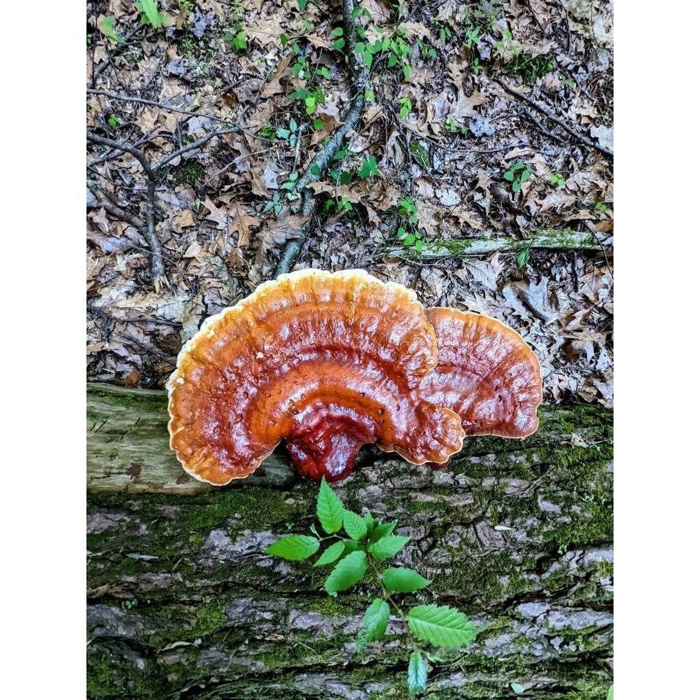 Hemlock Reishi Mushroom Liquid Culture Ganoderma tsugae