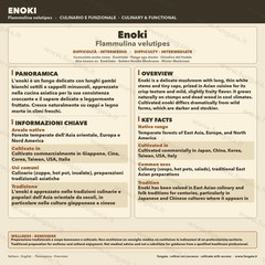 Enoki Golden Liquid Culture 10ml | Gourmet Culture for Mycology | Flammulina