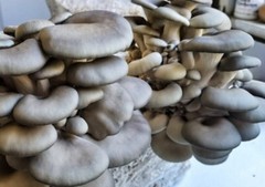 Blue Oyster Mushroom Liquid Cultures