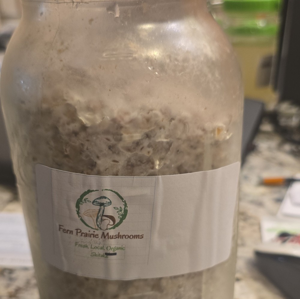 Fern Prairie Mushrooms Shiitake Spawn – White Mycelium Culture in Jar 32 Ounce