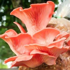 Seeds Mushroom Oyster Pink Rare Mycelium Spawn Dried Spores Organic Ukraine