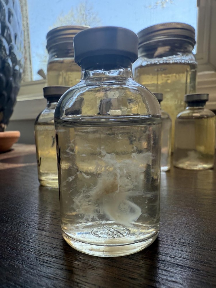 Quick Culture Mini Spore Germinating Liquid Culture Jars (3-Pack)