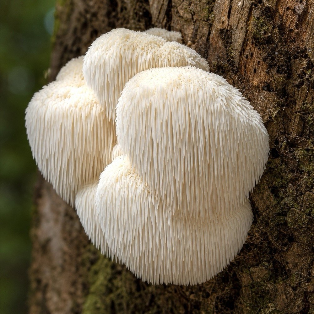 Lion’s Mane (Hericium Erinaceous) Liquid Culture Syringe