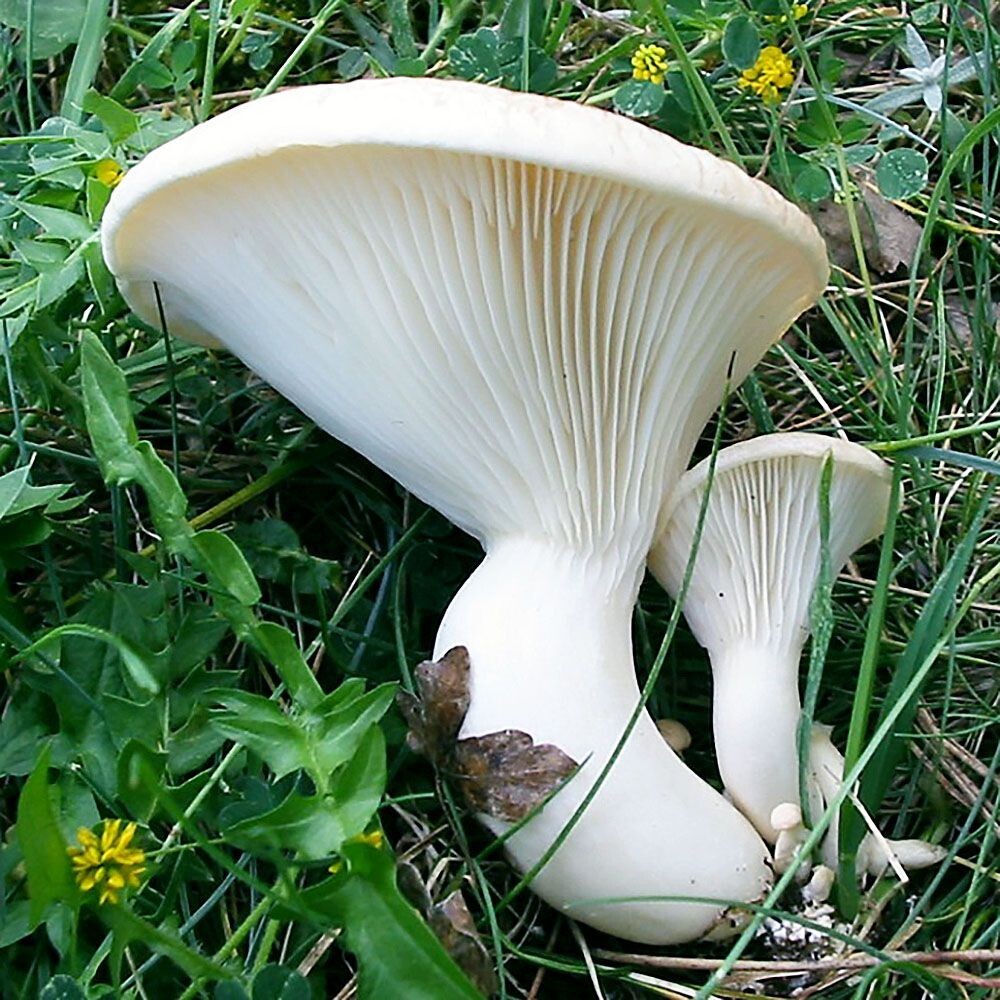 Ferulae Mushroom (Pleurotus ferulae) Liquid Culture