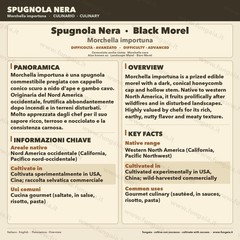 Morechella importuna Liquid Culture Black Spugnola 10ml Gourmet Mushrooms