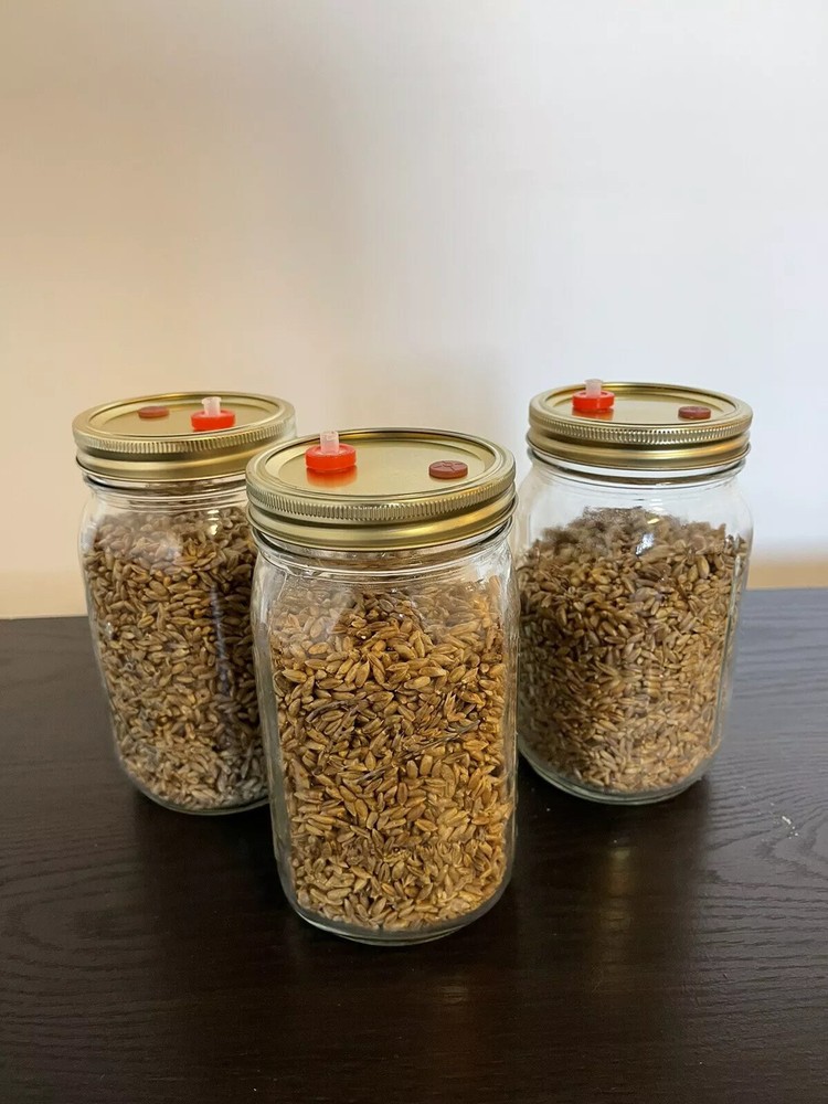 3-Pack Sterilized Non-GMO Rye Grain Jars w/ Injection Port and PTFE Filter