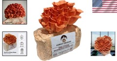 Pink Oyster Mushroom Grow Kit – Easy Beginner-Friendly Indoor Gardening