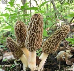 Morel Mushroom – Spawn – Garden Grow Kit – Covers 6′ X 6′ Area!