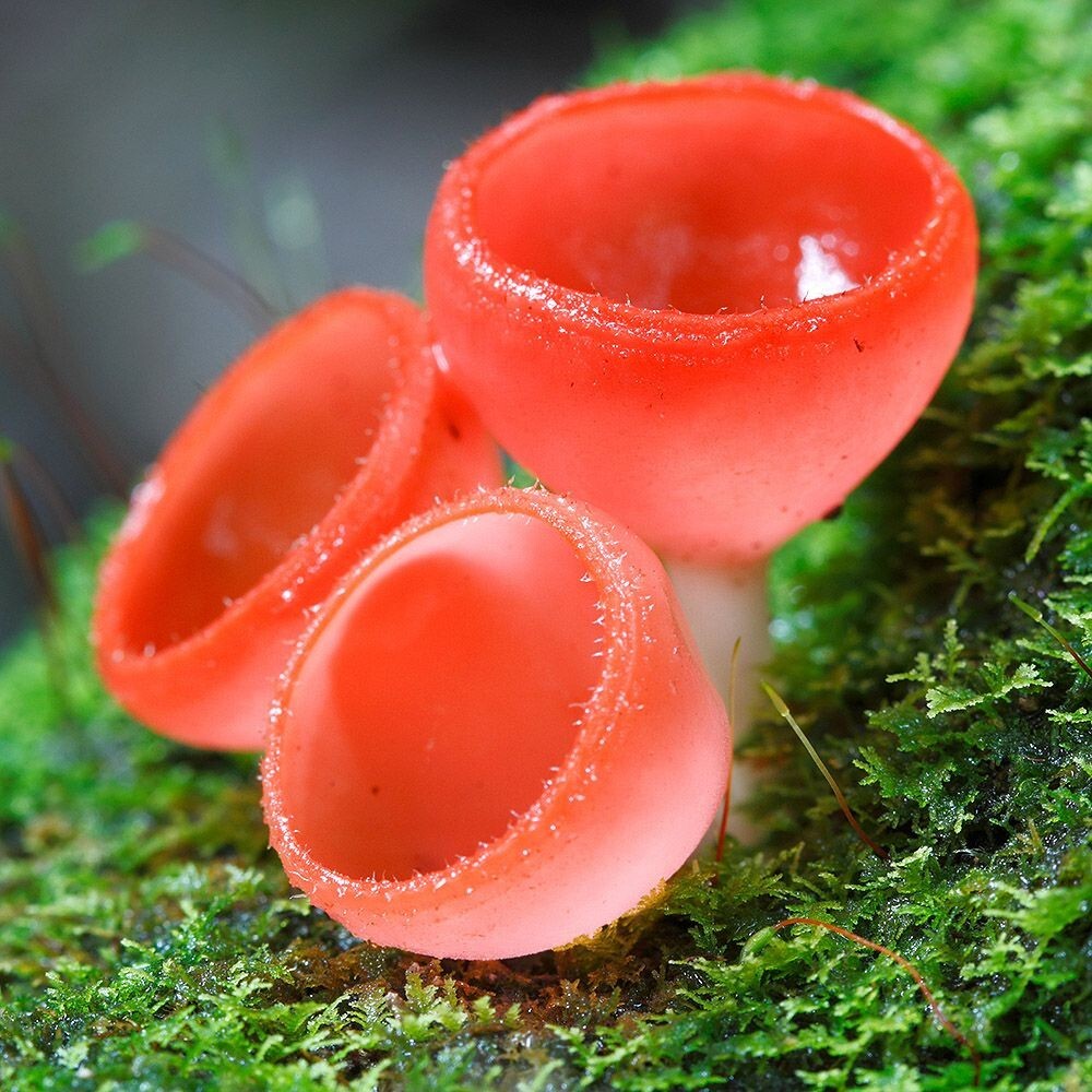 Cup Fungus (Cookeina sulcipes) Liquid Culture