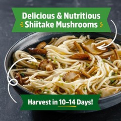 Organic Shiitake Mushroom Kit; Great Gift; Easy for Beginners, for Indoor Growin