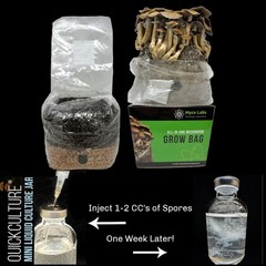 Myco Labs All in One Mushroom Grow Kit in a Bag (4 Lbs)