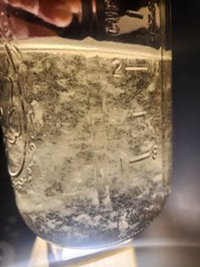 51 Culinary Mushroom Liquid Culture Mycelium Syringes, 10 ml Each