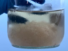 Poplar Liquid Culture 10ml Mycelium Live Gourmet Mushrooms