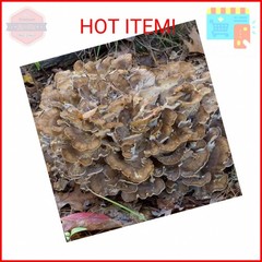 100 Hen of The Woods Mushroom Plug Spawn to Grow Gourmet Medicinal Mushrooms at