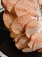 Pink Oyster ‘Flamingo’ Mushroom Pleurotus djamor Liquid Culture Syringe 10+ ml
