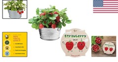 Seeds Strawberry Grow Kit – Basin Ceramic Planter – Complete Indoor/Outdoor G…