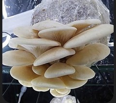 Aspen Oyster Mushroom Liquid Culture 10cc