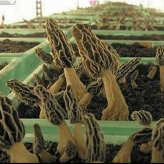 5 Pack! Morel Mushroom- Garden Grow Kit- For Large Mushroom Patches – Free Ship!