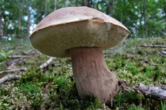 Porcini King Bolete Mushroom Spores in Sawdust Bag Jumbo Grow Kit Makes 25 gal