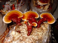 Reishi Liquid Culture – 12cc Syringe – 10 Pack – Chefs Mushrooms