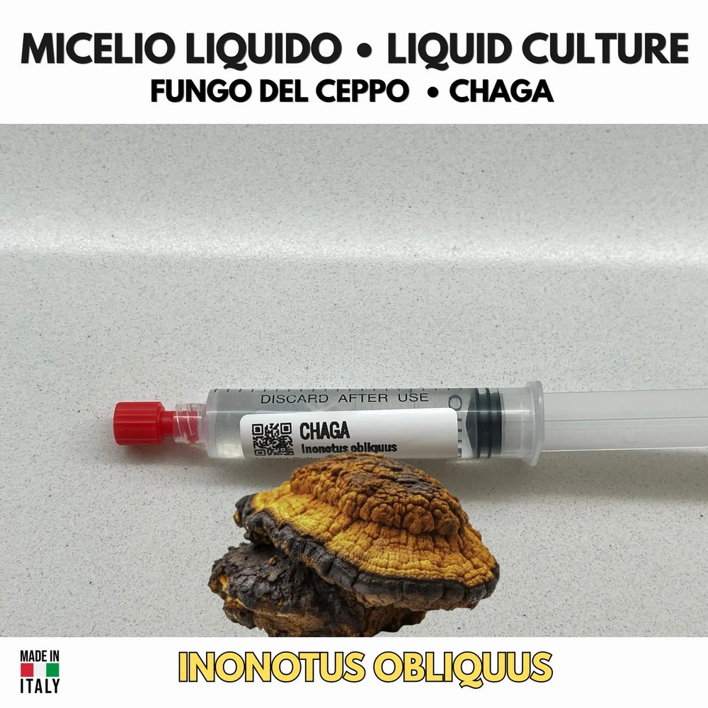 Inonotus obliquus Chaga Liquid Culture LC Premium Mushrooms Mycology 10ml