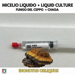 Inonotus obliquus Chaga Liquid Culture LC Premium Mushrooms Mycology 10ml
