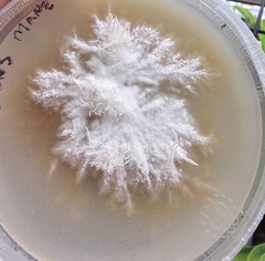 Lion’s Mane ‘Brainiac’ Hericium erinaceus Mushroom Mycelium Liquid Culture 10+ml