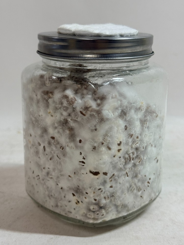 Colonized Mushroom Wheat Grain Spawn 1lb