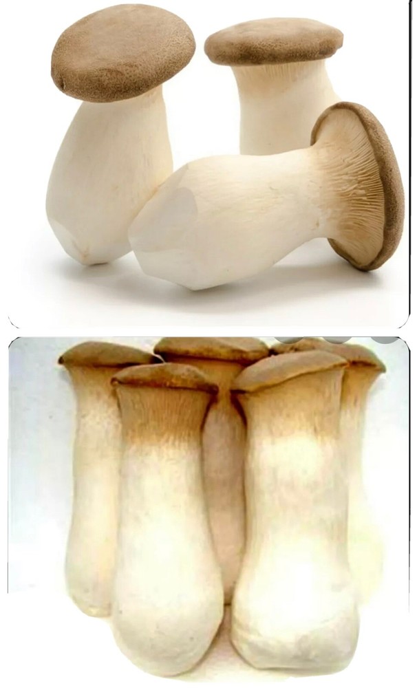 King Oyster Mushroom 10cc Liquid Culture