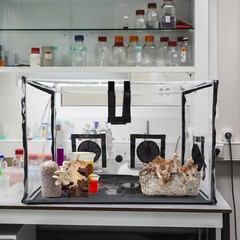 Large Still Air Box Mushroom Mycology Fume Hood Propagation Stationsgrow Kit Mus