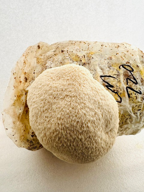 Lions Mane Grow Kit UP Gourmet Foods Local Michigan Made