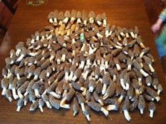 TRUE Morel Mushroom FULL Grow Kit – Grow Morel Mushrooms at Home & Garden Inocul