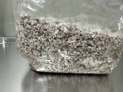 Premium Shiitake Mushroom Grain Spawn – 3 lb Fully Colonized Sorghum (Milo)