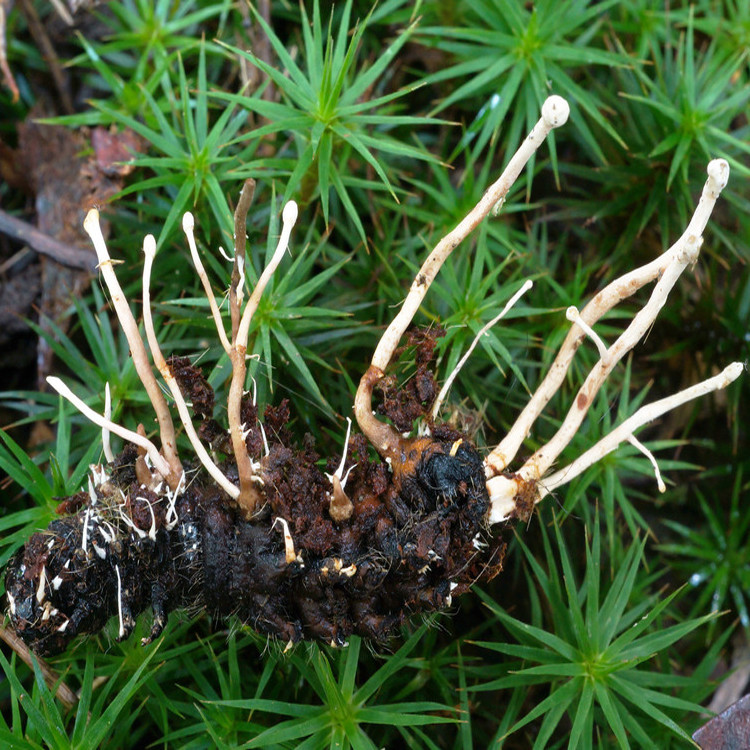Polycephalomyces species Liquid Culture