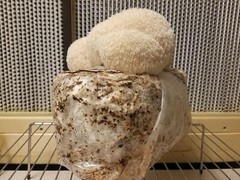 Segura & Sons Lions Mane Mushroom Grow Kit – First Flush Guarantee 