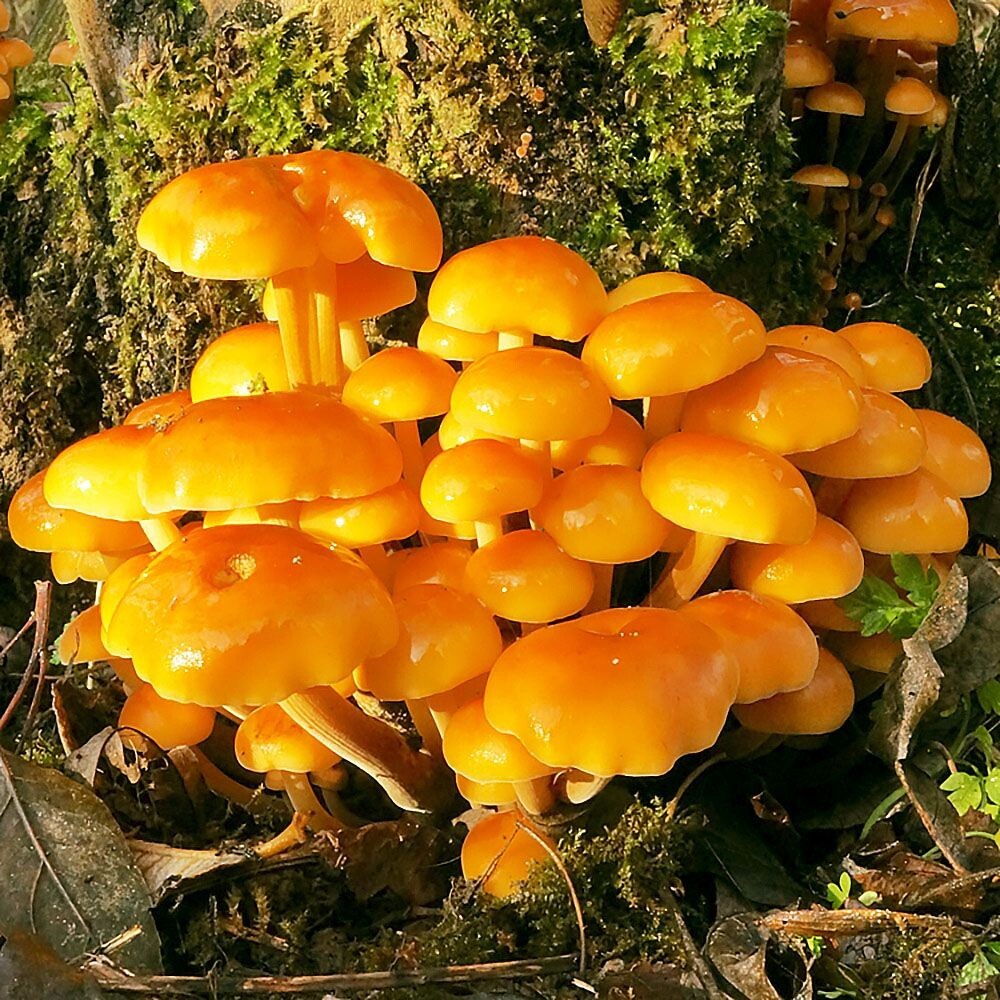 Gold Enoki (Flammulina velutipes) Liquid Culture