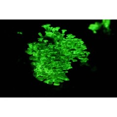 Glow in the dark Bioluminescent Mushroom Liquid Culture Panellus Stipticus