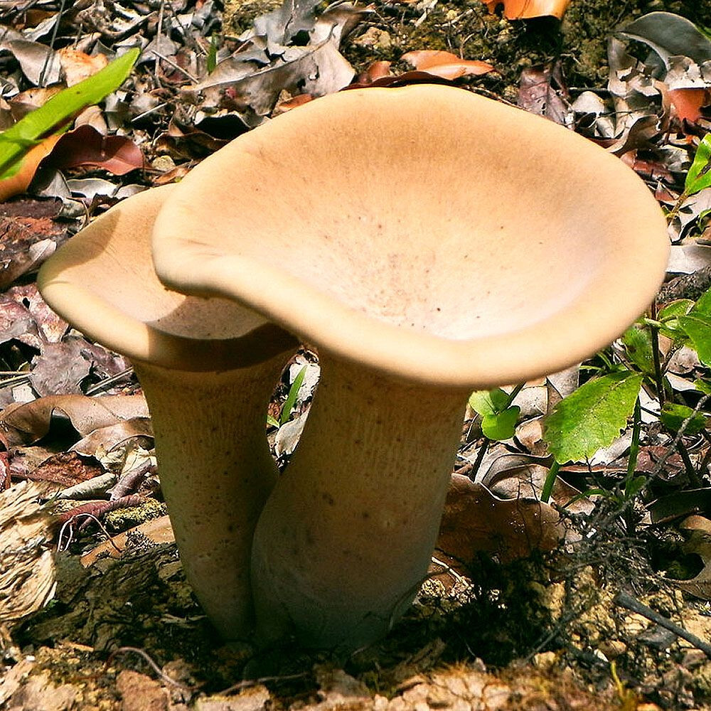 King Tuber (Pleurotus tuber-regium) Liquid Culture