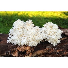 Coral Tooth Mushroom Hericium coralloides Liquid Culture