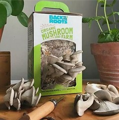 Back to the Roots Organic Mushroom Farm Grow Kit Harvest Gourmet Oyster Mush