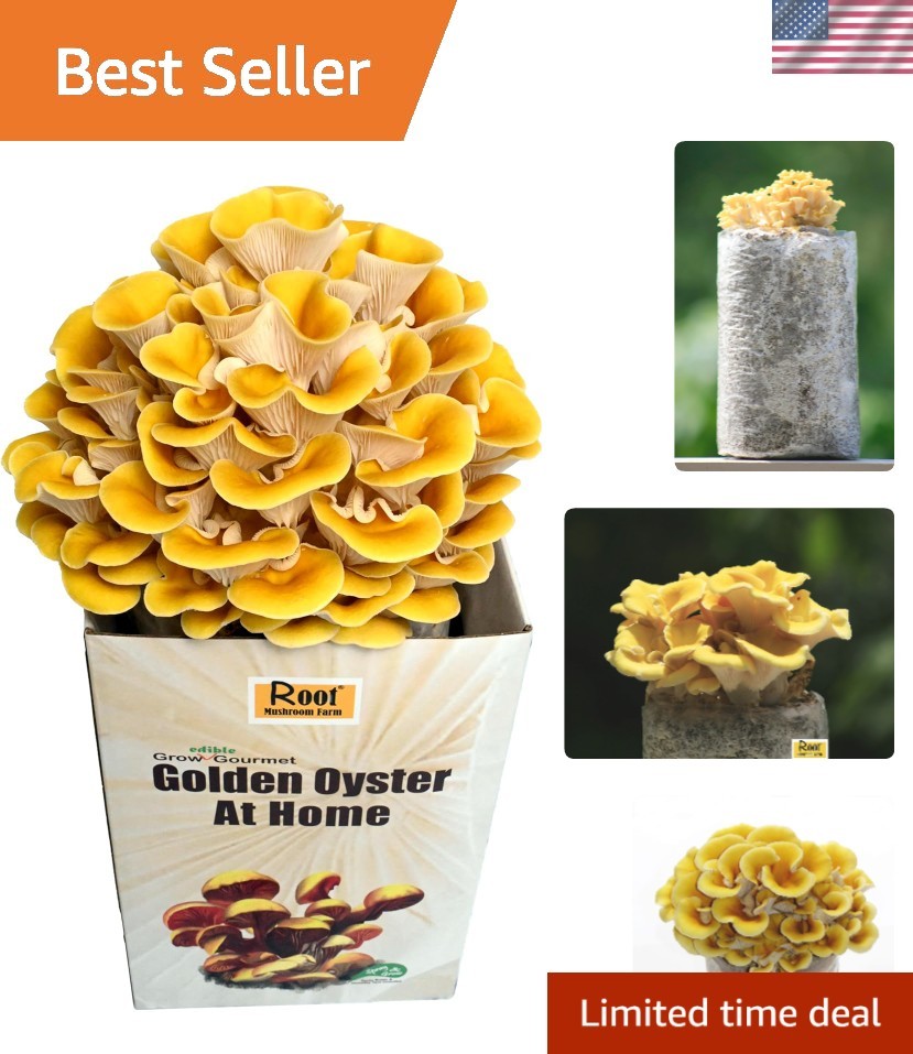 Organic Golden Oyster Mushroom Grow Kit – Complete Easy Set for Home Cultivation