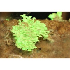 Glow in the dark Bioluminescent Mushroom Liquid Culture Panellus Stipticus